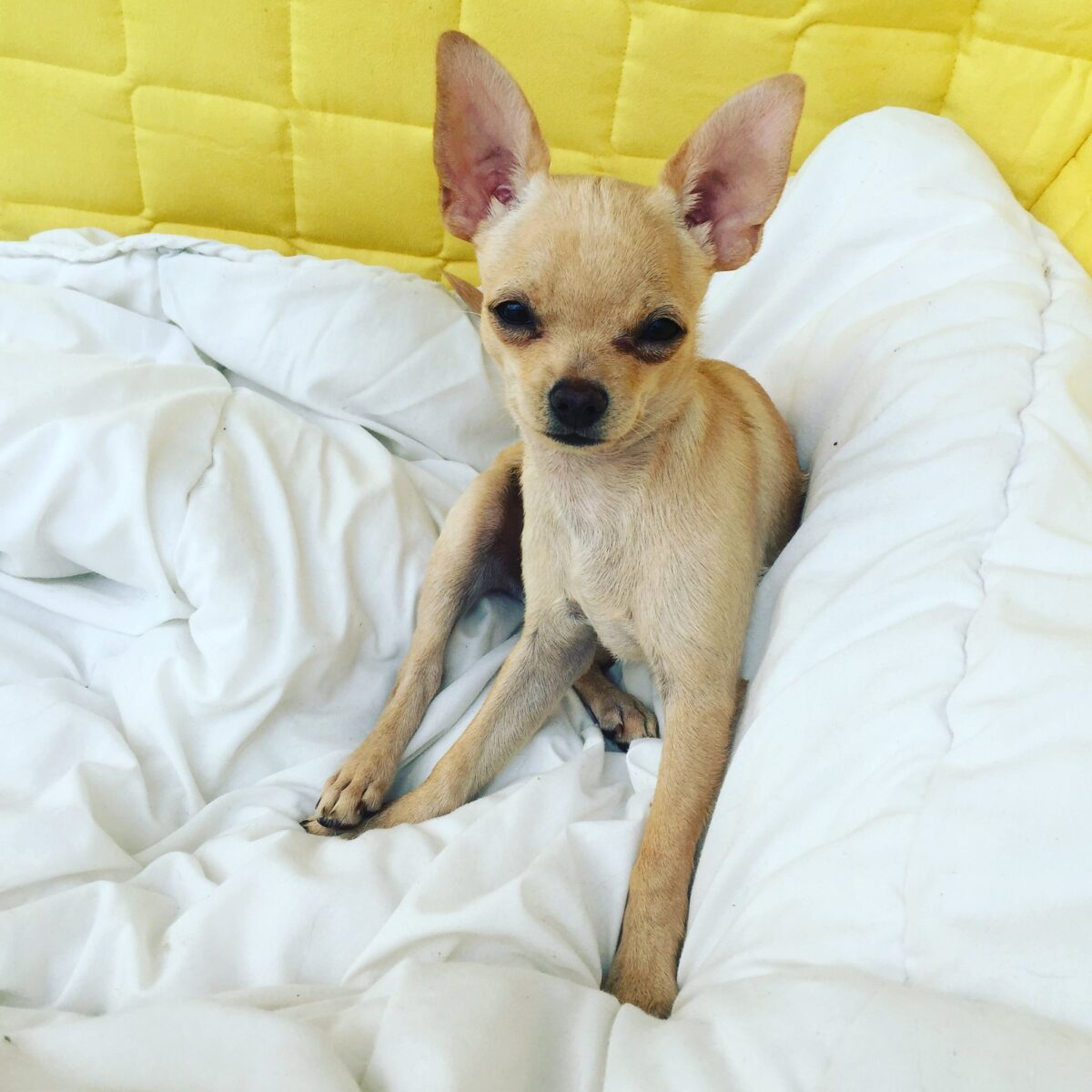 Blake Carrington, 10!